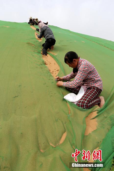 الصحراء ترتدي "فستان اخضر" في تشنغتشو الصينية 