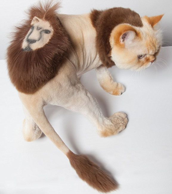 أعمال فنية إبداعية تزين أجساد قطط 