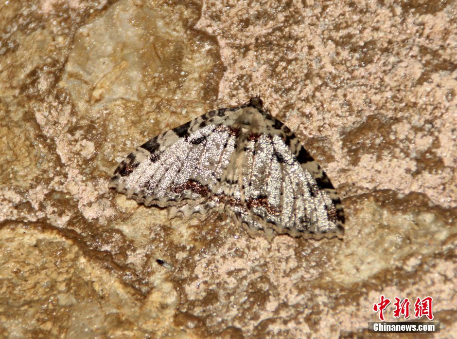 اكتشاف فصائل جديدة من الحشرات لأول مرة في مدينة تشنغدو الصينية 
