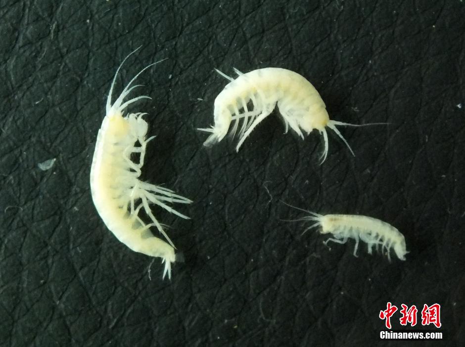 اكتشاف فصائل جديدة من الحشرات لأول مرة في مدينة تشنغدو الصينية 
