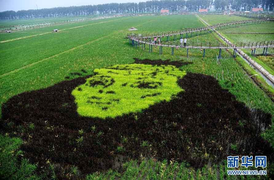 ظهور"لوحات ثلاثية الأبعاد على حقول الأرز" في مدينة شنيانغ  الصينية 