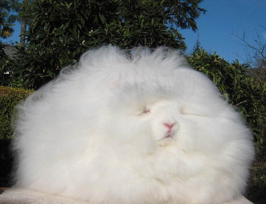 الأرنب الأطول وبرا في العالم...مثل كرة الشعر   