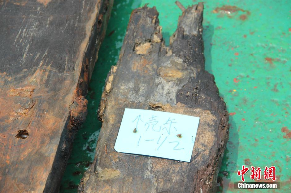 اكتشاف أكثر من ألف قطعة من التحف التاريخية في سفينة حطام قديمة