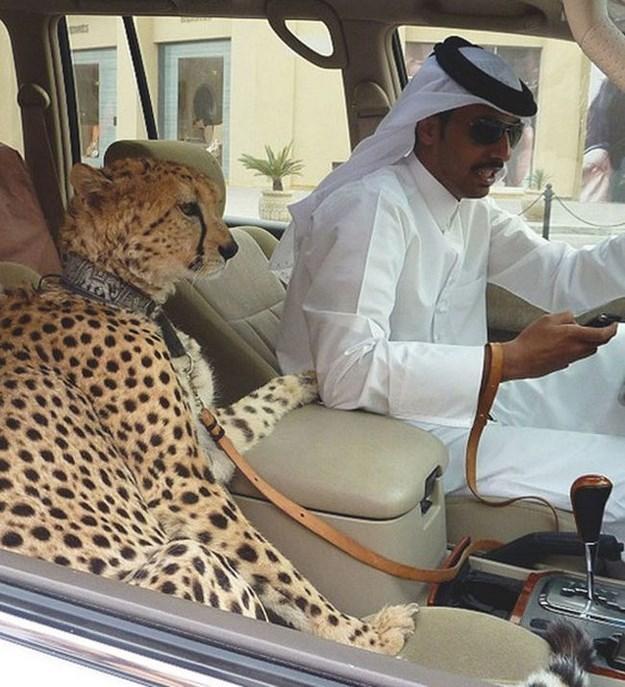 حياة مدهشة...أغنياء الشرق الأوسط مع حيواناتهم المخيفة 