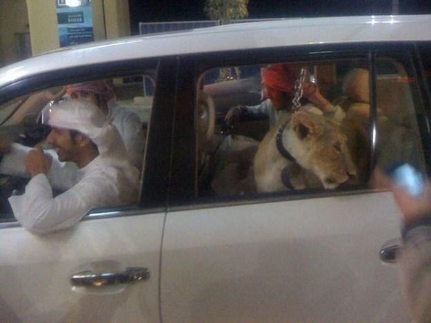 حياة مدهشة...أغنياء الشرق الأوسط مع حيواناتهم المخيفة 
