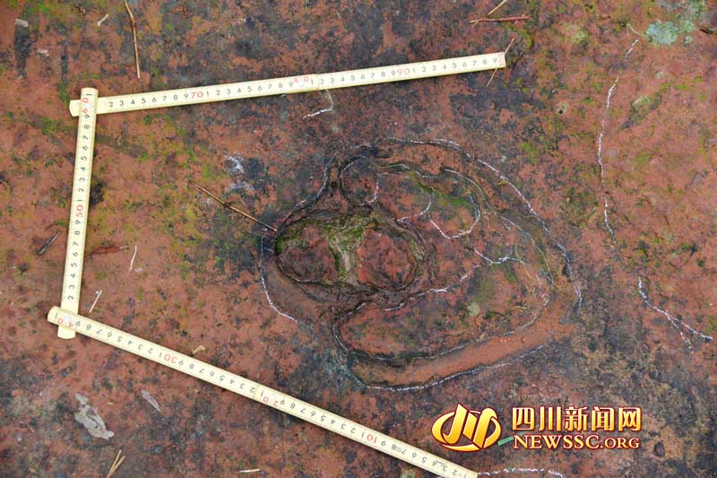 العثور على آثار أقدام  ديناصورات تعود إلى مئة مليون سنة في الصين
