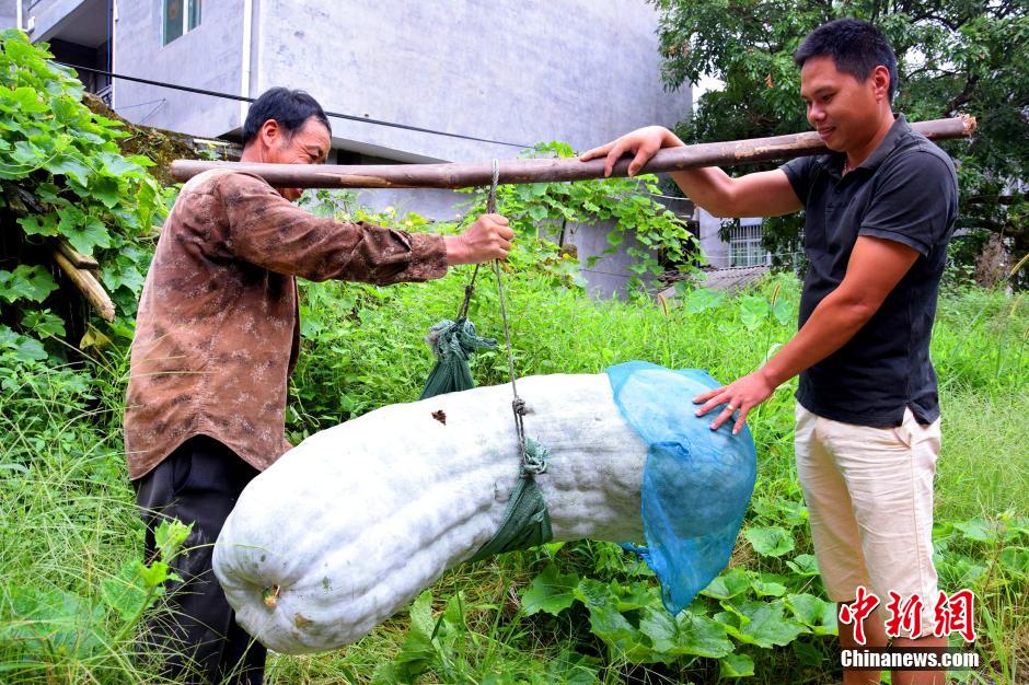 فلاح صيني يحصد بطيخا شتويا ضخما وزنه 86.75 كجم