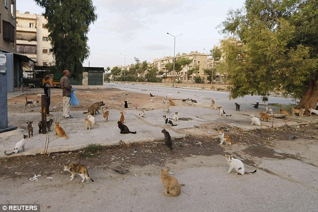 وسط أهوال الحرب.. سوري يطعم 150 قطا مشردا في حلب