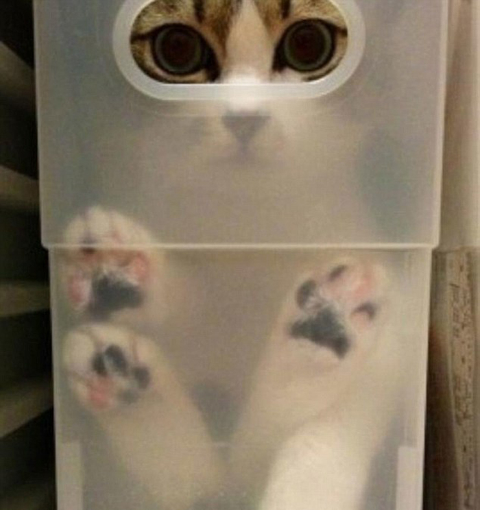 صور ظريفة:اجسام القطط لينة جدا
