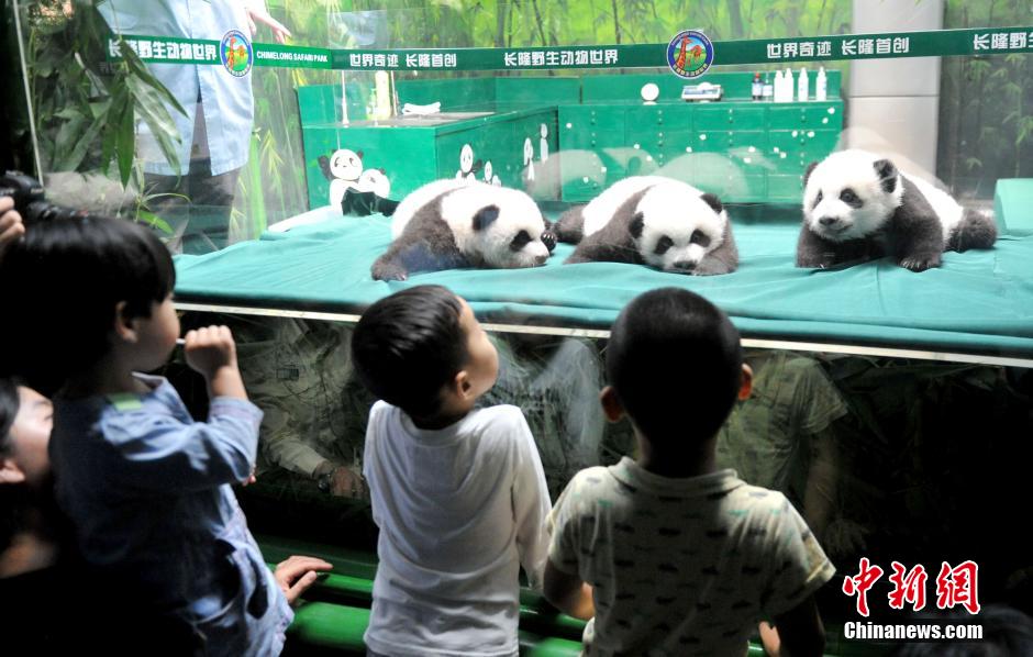 بلوغ توأم الباندا الثلاثي فى قوانغتشو 100 يوم