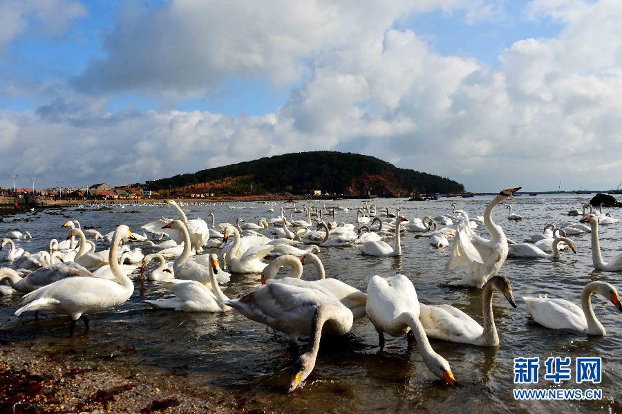 الصين الجميلة: بحيرة البجع بمدينة رونغ تشنغ فى مقاطعة شاندونغ