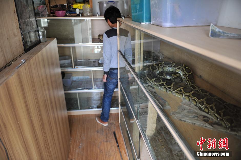 شاب صيني يعيش مع 25 ثعبانا لعشر سنوات