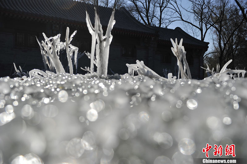 "غابة جليدية" تظهر بجامعة بكين بعد موجة البرد التي ضربت العاصمة الصينية