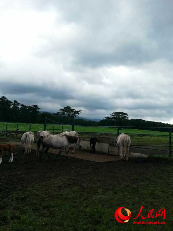 جزيرة جيجو الساحرية فى كوريا الجنوبية
