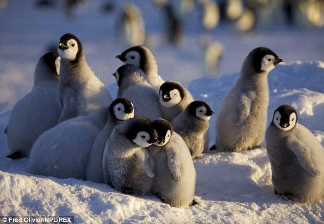 مشهد حقيقي لفيلم "مسيرة البطاريق" يظهر في القطب الجنوبي