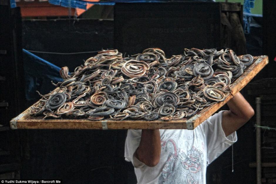 سبر أغوار مصدر جلود الحقائب الفاخرة في مسلخ الثعابين باندونيسيا