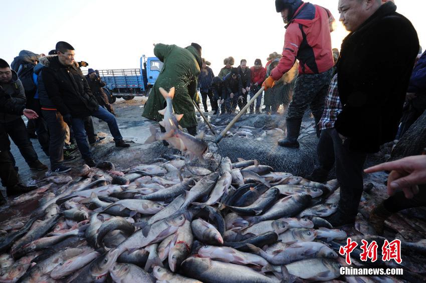 افتتاح مهرجان صيد الأسماك الشتوي في جيلين وبيع أول سمكة ب360 ألف يوان