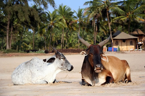 ساحل البقر في غوا الهندية