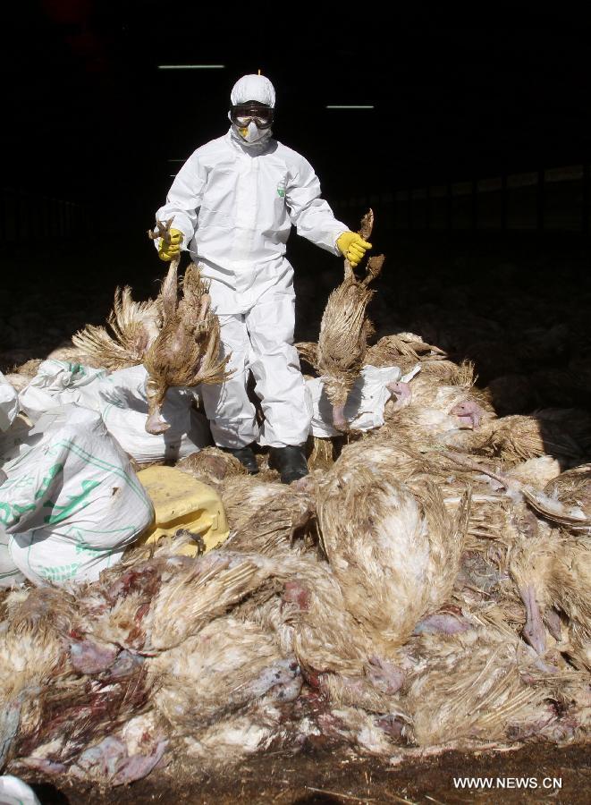 تحقيق إخبارى: مزارع فلسطيني من الضفة الغربية يفقد أكثر من 15 ألف طائر مصاب بانفلونزا الطيور