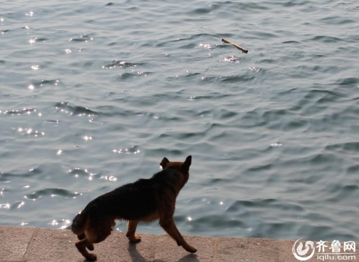 كلب عجيب يقفز فى البحر ليكسح القمام