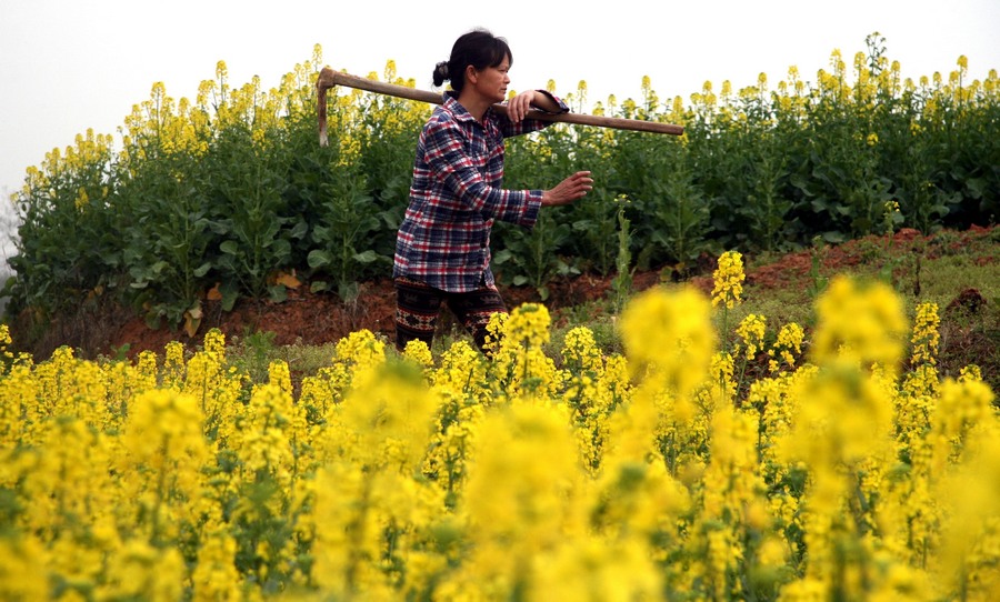 رائحة زهور ترافق الحراثة في الربيع