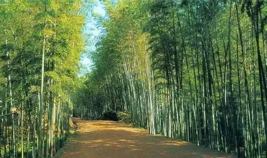  غابة الخيزران بجنوب مقاطعة سيتشوان