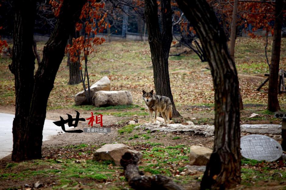 قصة بالصور: مربي الذئاب في حديقة حيوانات برية بالصين