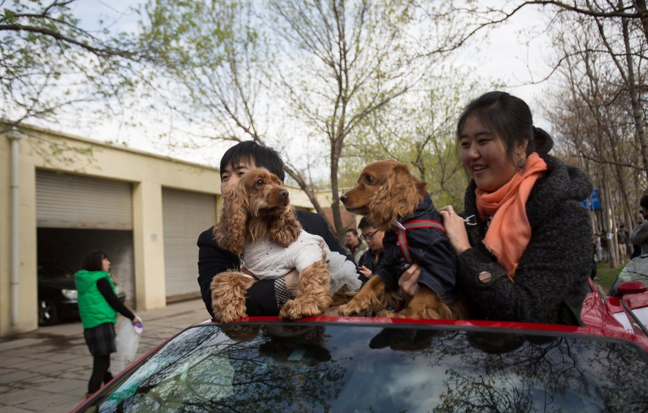 تنظيم أول حفل زفاف جماعي للحيوانات الأليفة فى الصين