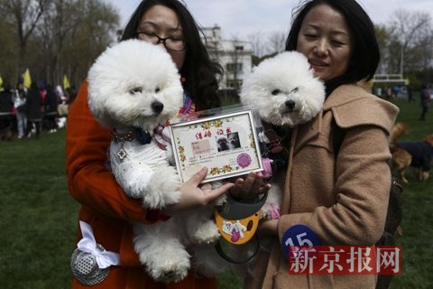 تنظيم أول حفل زفاف جماعي للحيوانات الأليفة فى الصين