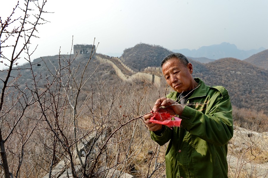 مزارع يحافظ على سور الصين العظيم 37 سنة