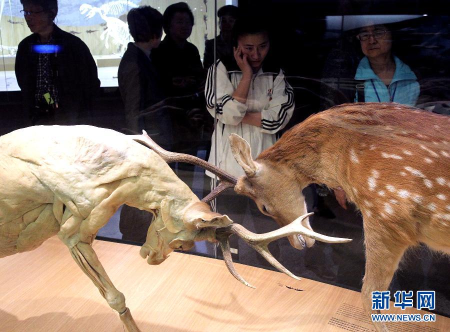 افتتاح أول متحف طبيعة تحت موضوع محدد في العالم بشانغهاي
