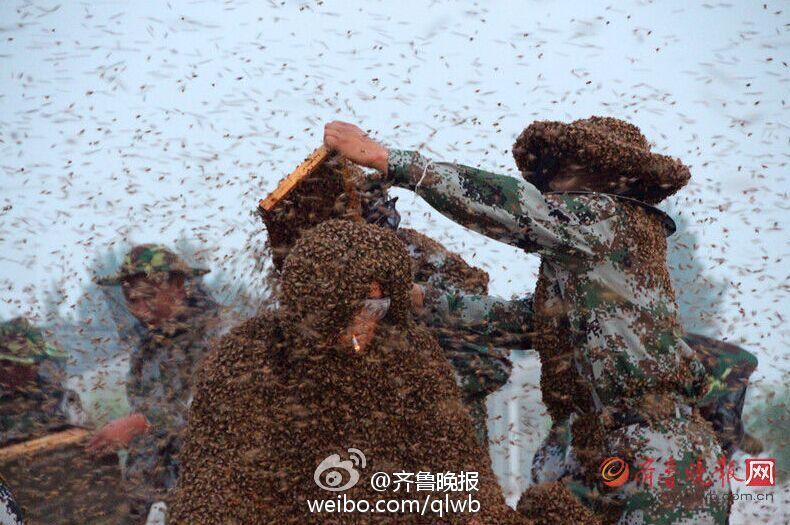 "ملك النحل الصيني" يسجل رقما قياسيا عالميا 