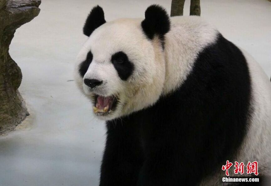 الباندا العملاقة "يوان يوان" تتظاهر بأنها حامل لتحصل على غرفة مكيفة الهواء