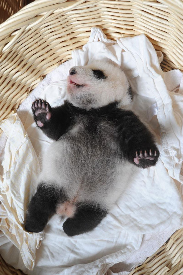 صور ظريفة.. أول عرض لمواليد الباندا الحديثة فى عام 2015