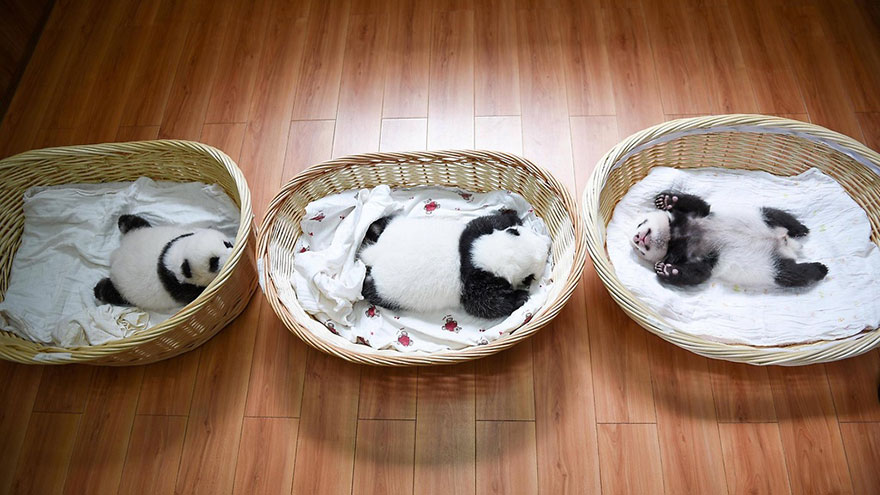 صور ظريفة.. أول عرض لمواليد الباندا الحديثة فى عام 2015