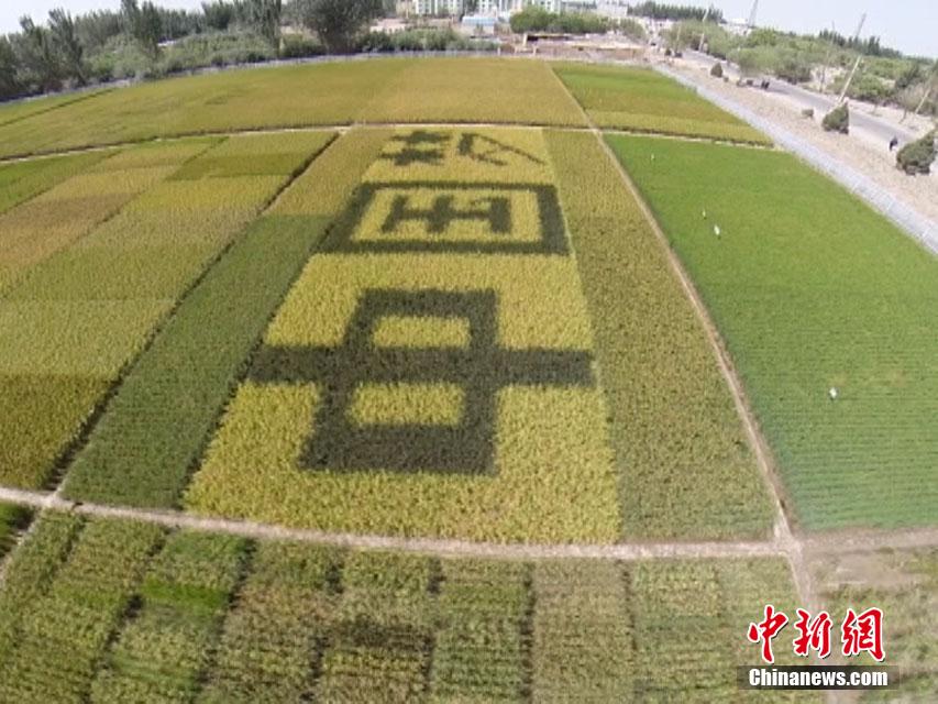 "الحلم الصينى" فى حقول الأرز بشينجيانغ 