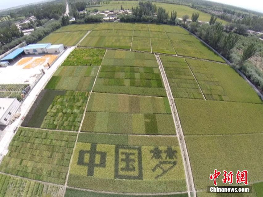 "الحلم الصينى" فى حقول الأرز بشينجيانغ 