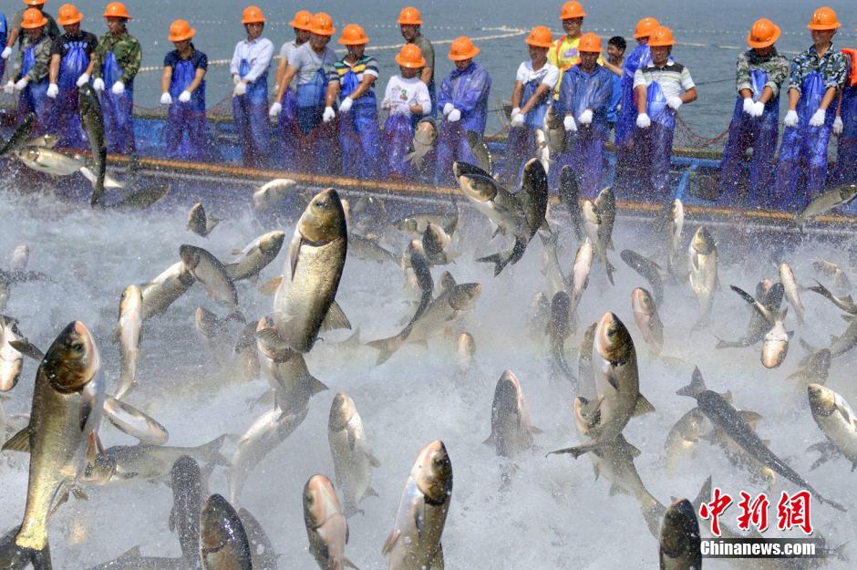 أعظم مشاهد صيد الأسماك في الصين