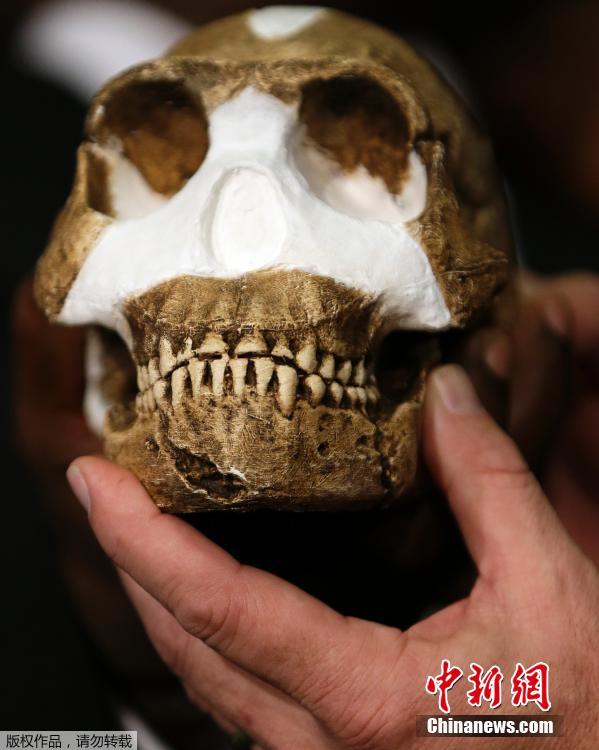 اكتشاف كبير في أركيولوجيا: جنوب افريقيا  تعثر على  بقايا لأشباه البشر تحت الأرض