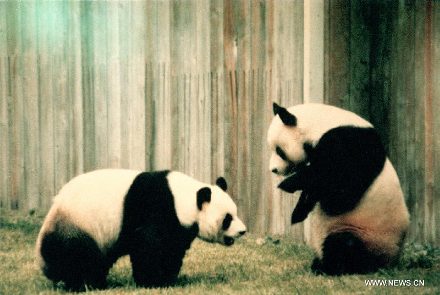 الباندا العملاقة في الولايات المتحدة: رمز للعلاقات الصينية الأمريكية