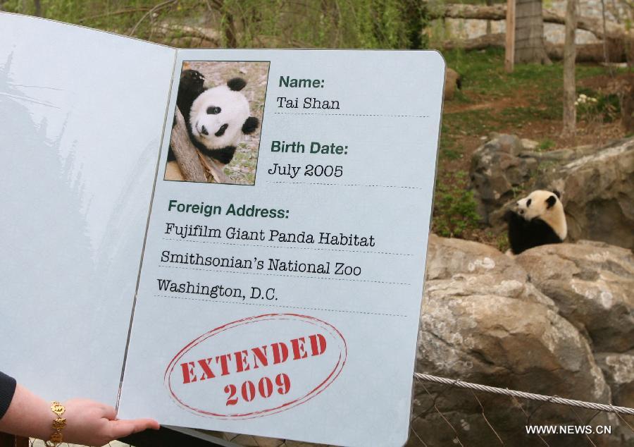 الباندا العملاقة في الولايات المتحدة: رمز للعلاقات الصينية الأمريكية