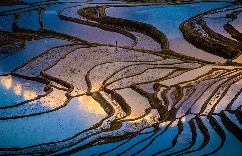 جمال حقول الأرز من خلال عدسة مصور أجنبي