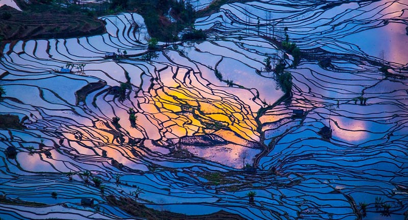جمال حقول الأرز من خلال عدسة مصور أجنبي