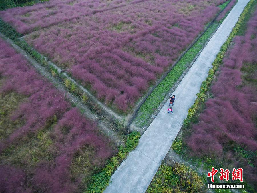 "حقول وردية" تعجب الزوار في ضاحية شانغهاي