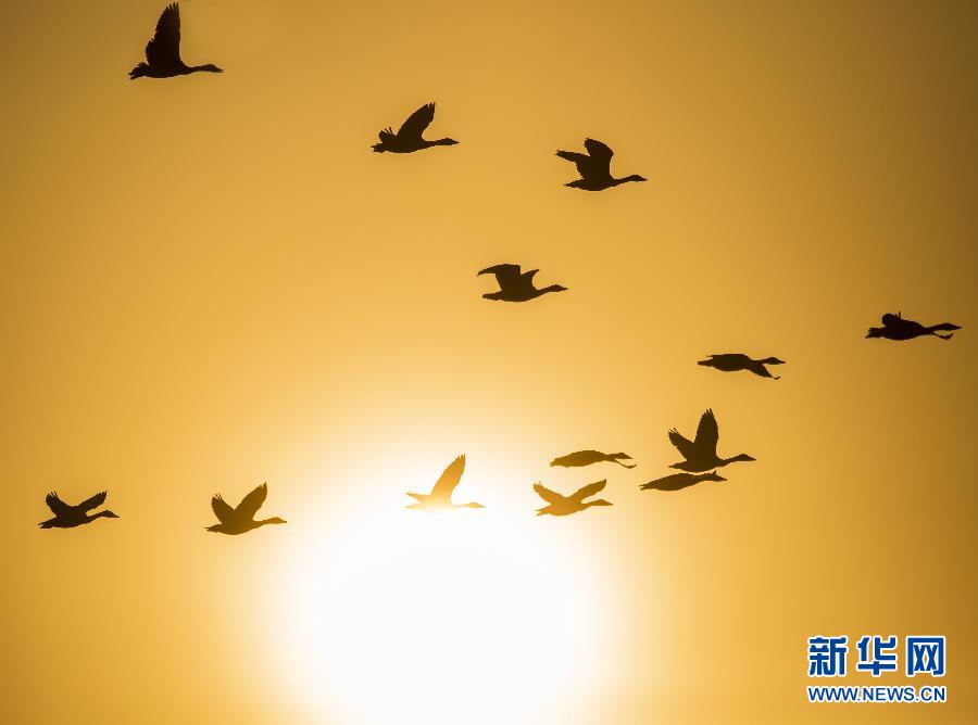 بحيرة بويانغ تستقبل طيورا مهاجرة