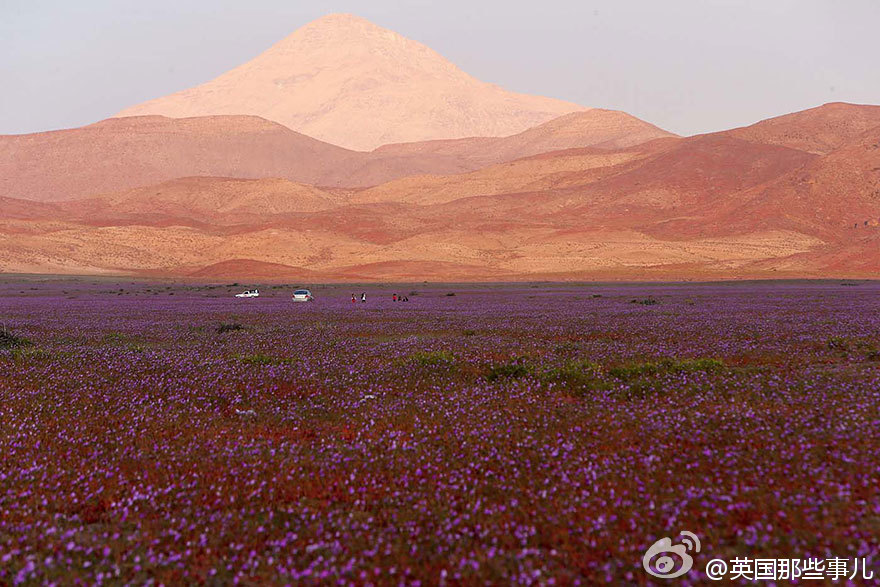 الصحراء الأكثر جفافا فى العالم تتحول إلى مروجا من الزهور