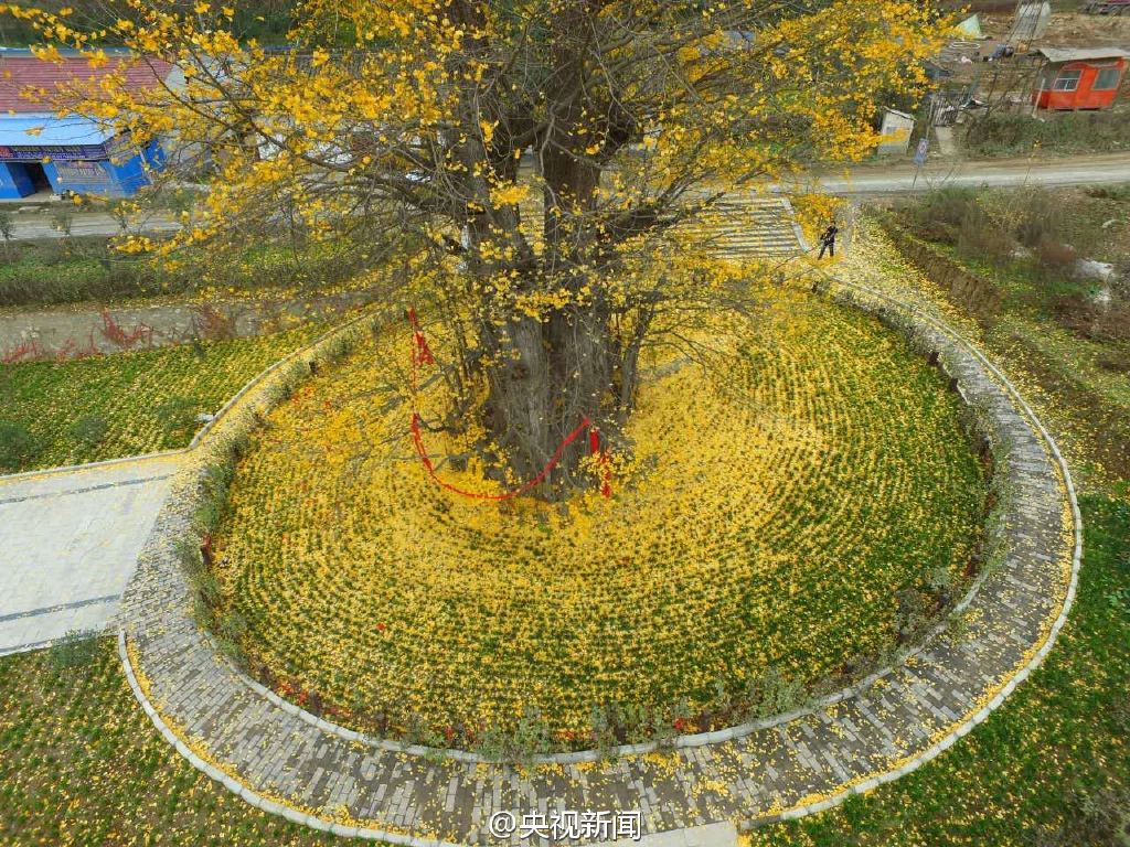 صور: الاوراق المتناثرة لشجرة جنكو قديمة تشكل سجادا ذهبيا رائعا