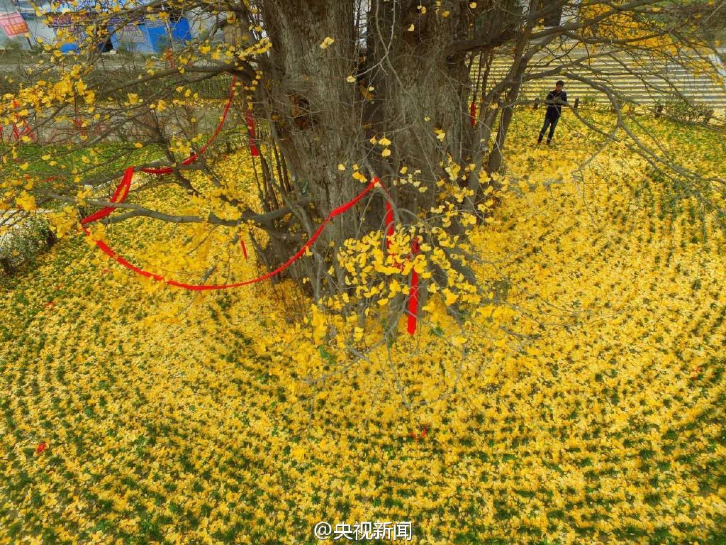 صور: الاوراق المتناثرة لشجرة جنكو قديمة تشكل سجادا ذهبيا رائعا