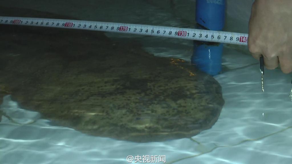 بالصور..العثور على سمندر عملاق يتجاوز عمره 200 سنة فى الصين