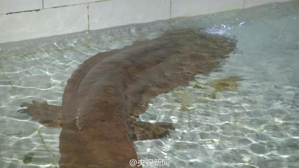 بالصور..العثور على سمندر عملاق يتجاوز عمره 200 سنة فى الصين